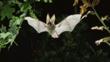 Brown long-eared bat flying through oak leaves