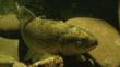 Portrait of a river trout
