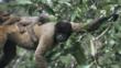 Woolly monkey carrying a baby on its back through the trees