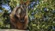 Brush-tailed rock wallaby sitting on a rock