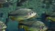 Brycon fish swimming