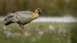 Buff-necked Ibis walking on grass