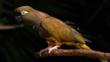 Patagonian conure, a burrowing parrot, perched on a branch