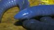 Close-up of a blue caecilian