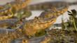 Spectacled caiman on river bank