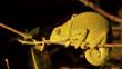 Cape dwarf chameleon in a tree at night