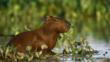 Capybara sitting in wetlands