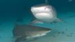 A lemon shark and tiger shark in the Bahamas