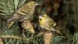 A pair of siskins perching on pine cones