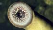 Sea lamprey showing mouth suckers