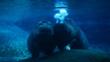Two hippopotamuses underwater
