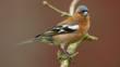 Chaffinch perched on branch surrounded by blossom