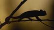 Silhouette of an Oustalet's chameleon