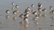 A group of New Zealand dotterels standing in water