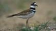 Portrait of a killdeer plover