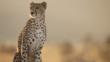 A sitting female cheetah looking alert