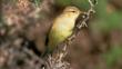 Chiffchaff spreading wings for flight