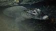 Chinese alligator in shallow water