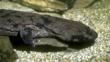 Chinese giant salamnader emerging from amongst underwater rocks