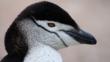 Portrait of a chinstrap penguin