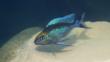 Male featherfin cichlid fish underwater