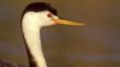 Profile of Clark's grebe