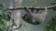 Adapted to climbing
