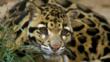 Crouching clouded leopard