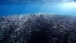 A tightly packed shoal of northern anchovies