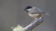 Coal tit perched on a branch