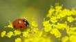 Seven-spot ladybird on fennel flowers