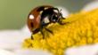 A seven spot ladybird on a flower