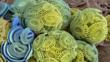 Coloured scanning electron micrograph (SEM) of the external mineralised structures of small marine algal organisms