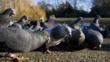 Feral pigeons feeding in a park
