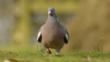 Wood pigeon walking in an urban park