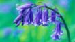 Close-up of bluebell flower