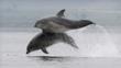 A couple of bottlenose dolphins in open water