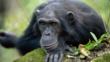 Male chimpanzee looking forwards