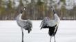 Common crane pair displaying