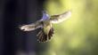  Adult male cuckoo in flight