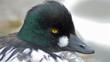 Goldeneye drake calling and wing-flapping