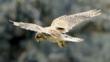 Kestrel with talons out coming to land on prey