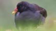 Common moorhen swimming