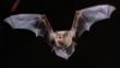Noctule bat in flight and showing its teeth