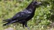 Common raven landing on snow