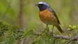 Redstart perched on a conifer tree branch