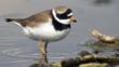 Ringed plover walking in shallow water