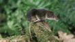 A common shrew sits on a moss covered log