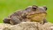 Portrait of a common European toad