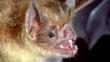 Close-up of a vampire bat showing teeth